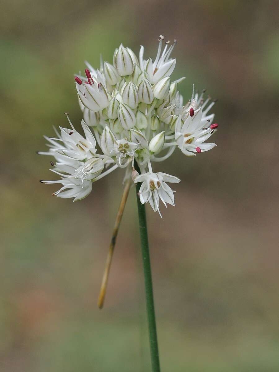 Image of Allium leptomorphum Vved.