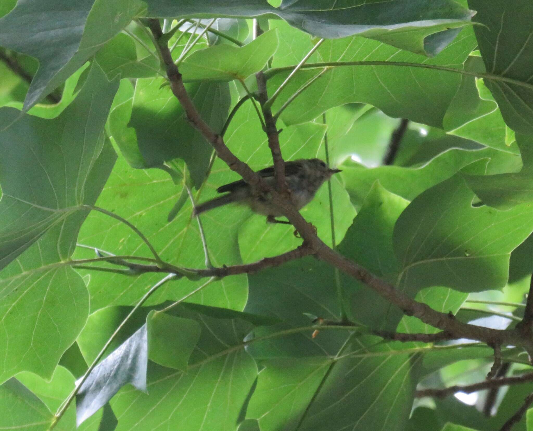 Image de Regulus regulus azoricus Seebohm 1883