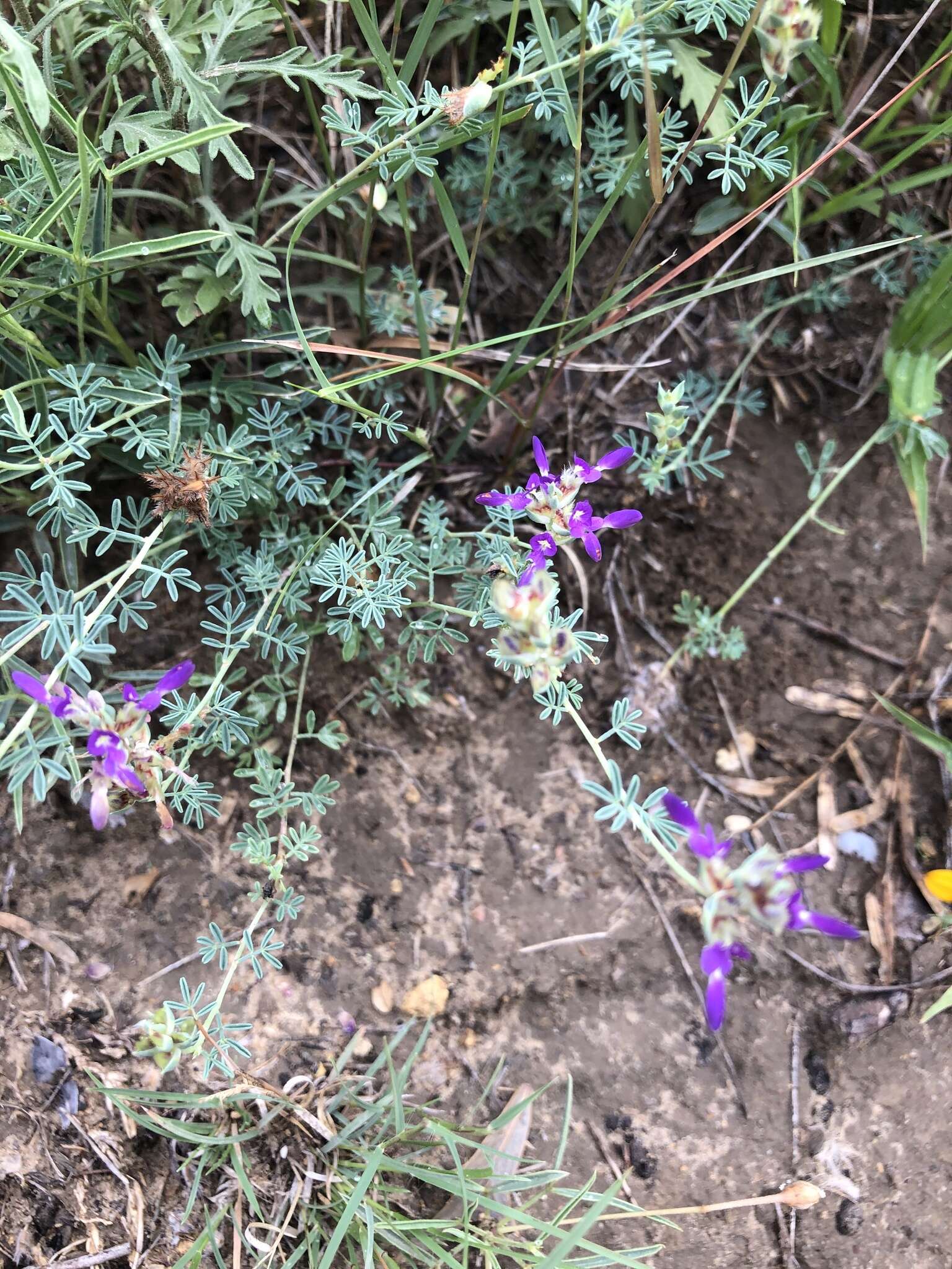 Image of purple dalea