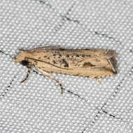 Image of Javelin Moth