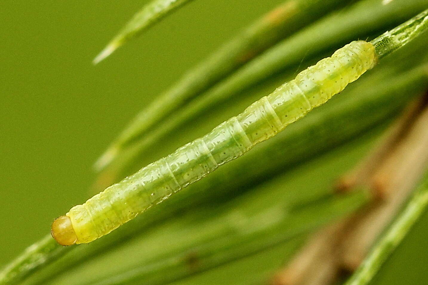 Bupalus resmi