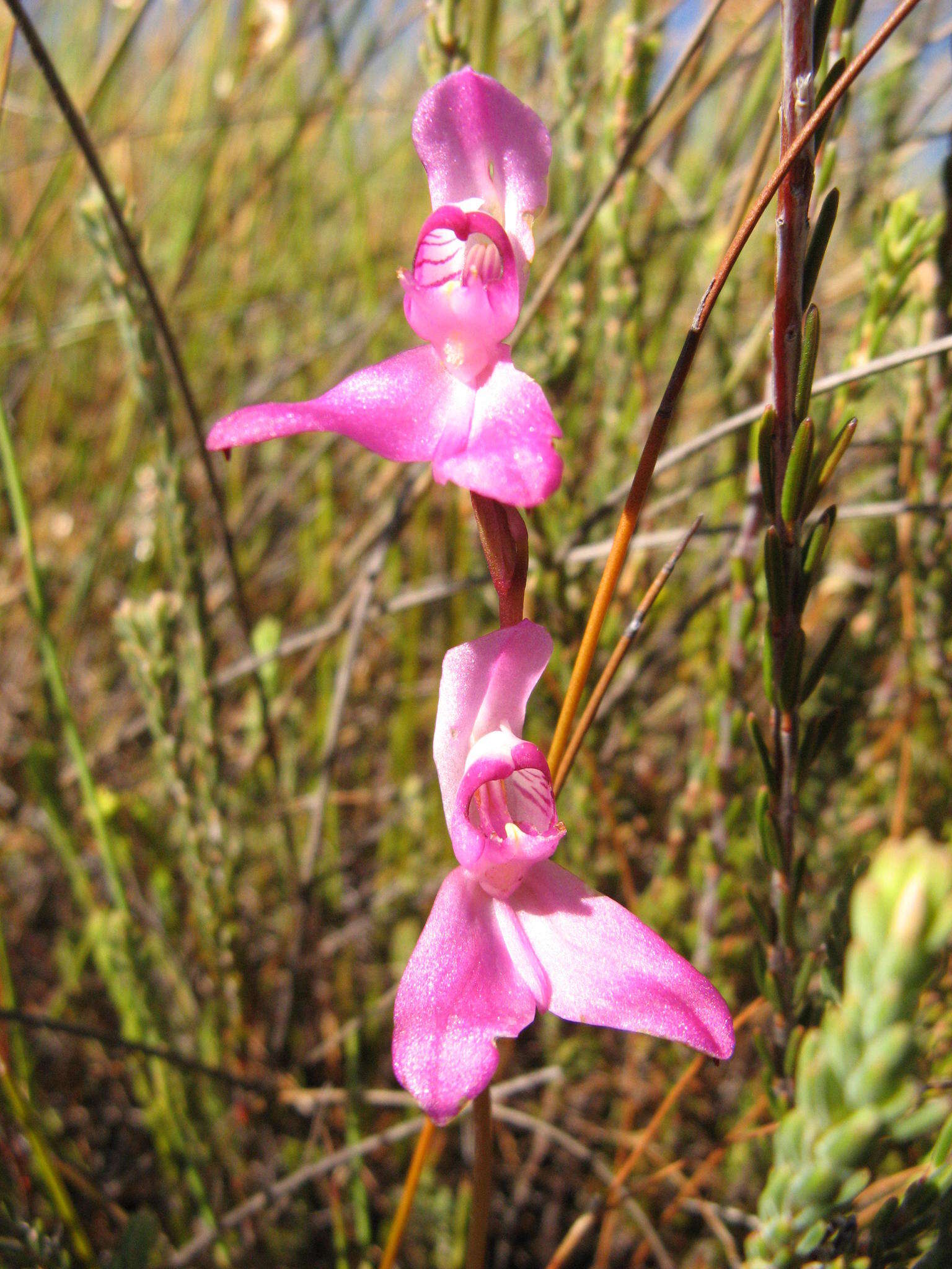 Image of Disa venosa Sw.