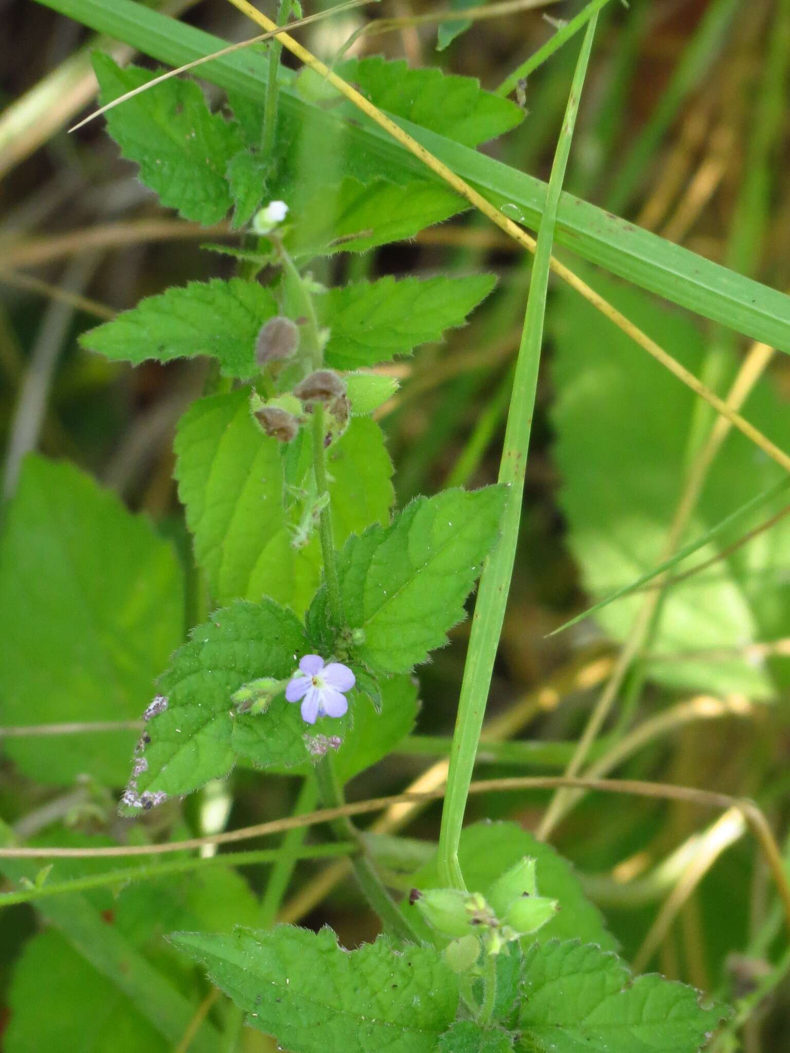 Sivun Priva lappulacea (L.) Pers. kuva