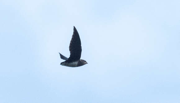Image of Short-tailed Spinetails