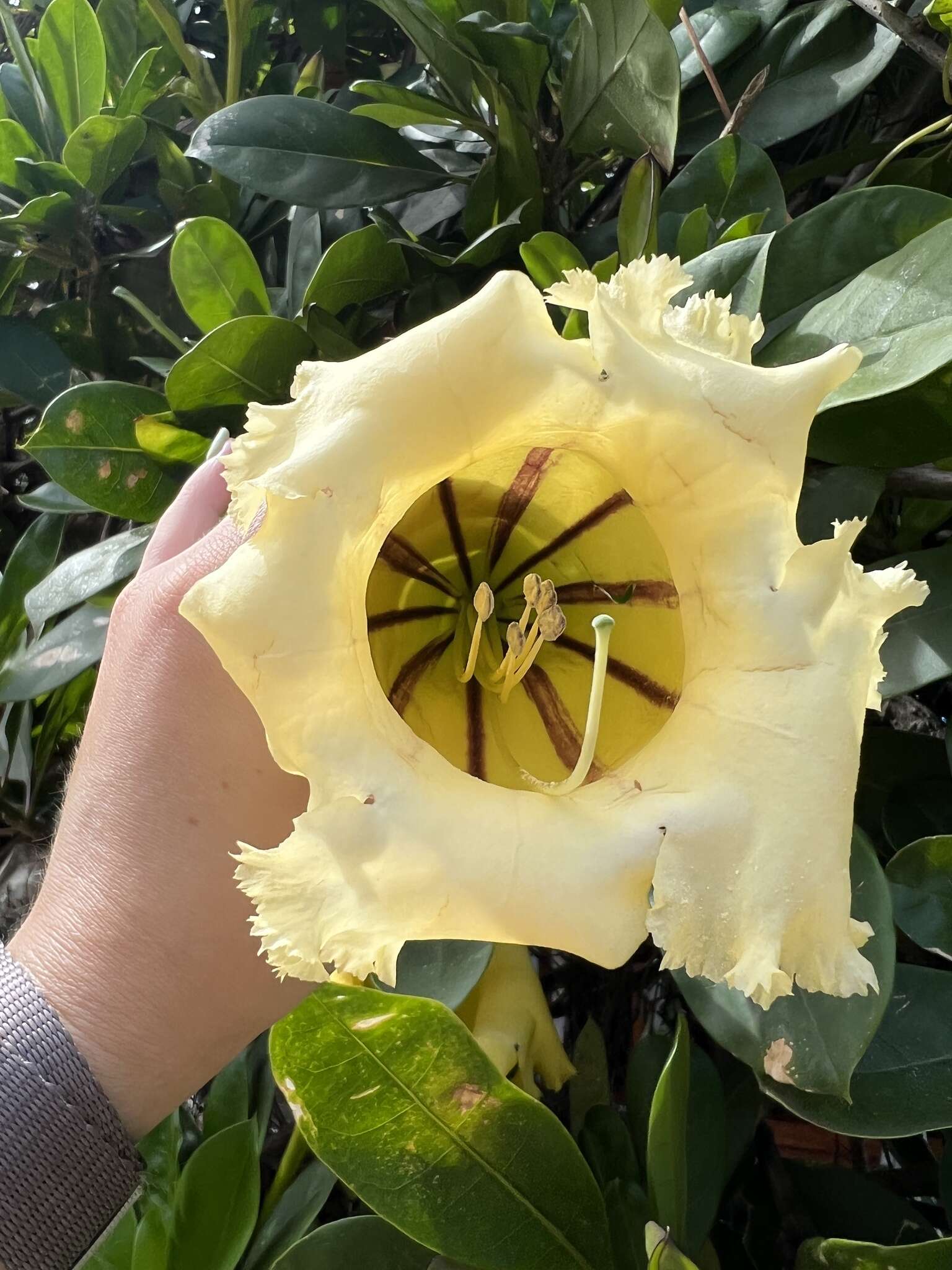 Imagem de Solandra longiflora (Britton & Wilson) Tussac