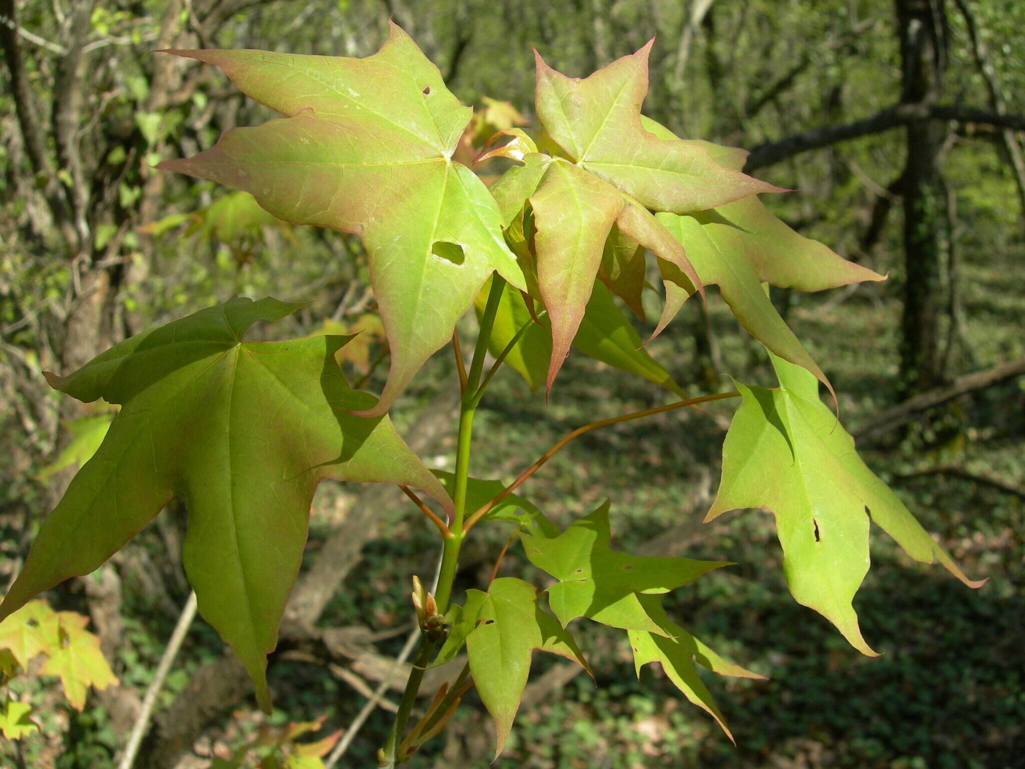 Plancia ëd Acer cappadocicum subsp. cappadocicum