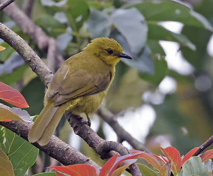 Слика од Chlorocichla laetissima (Sharpe 1899)