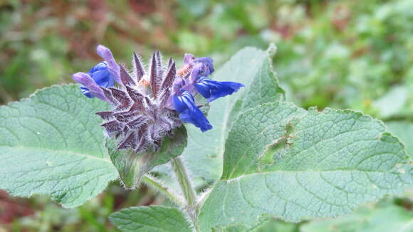 Salvia clinopodioides Kunth resmi