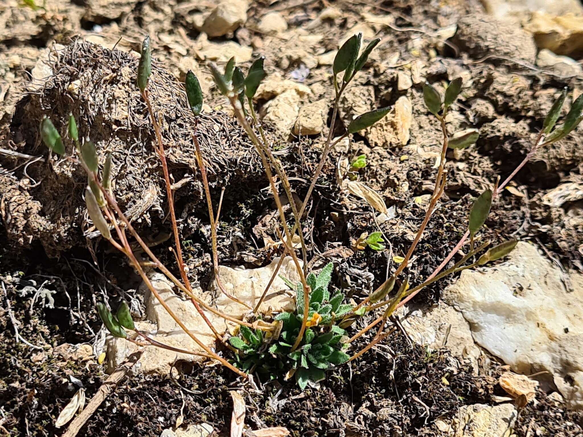 Image of Draba siliquosa M. Bieb.