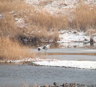 Image of Japanese Crane