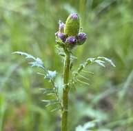 Image of Rayless Mountain Groundsel