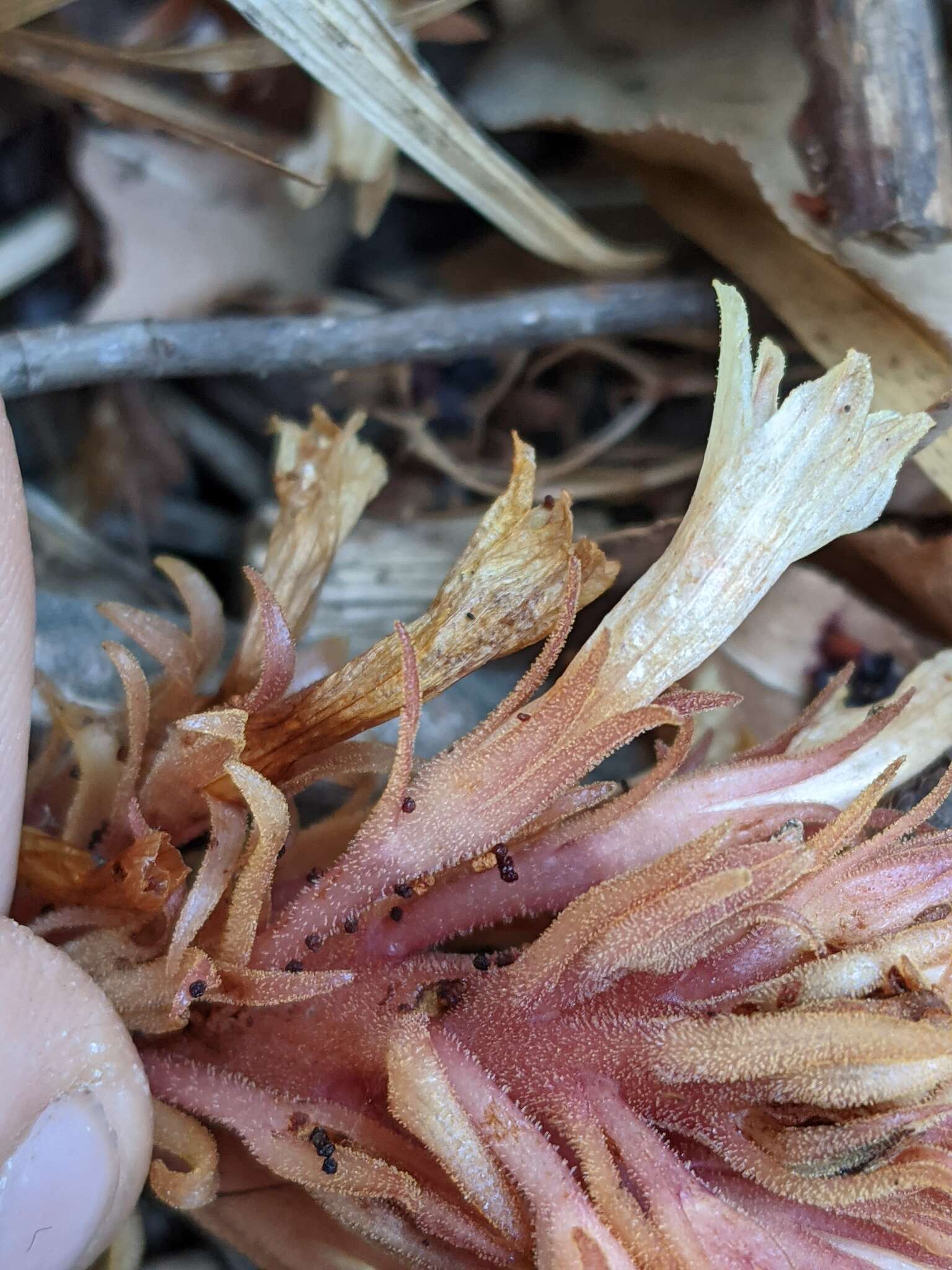 Image of hillside broomrape