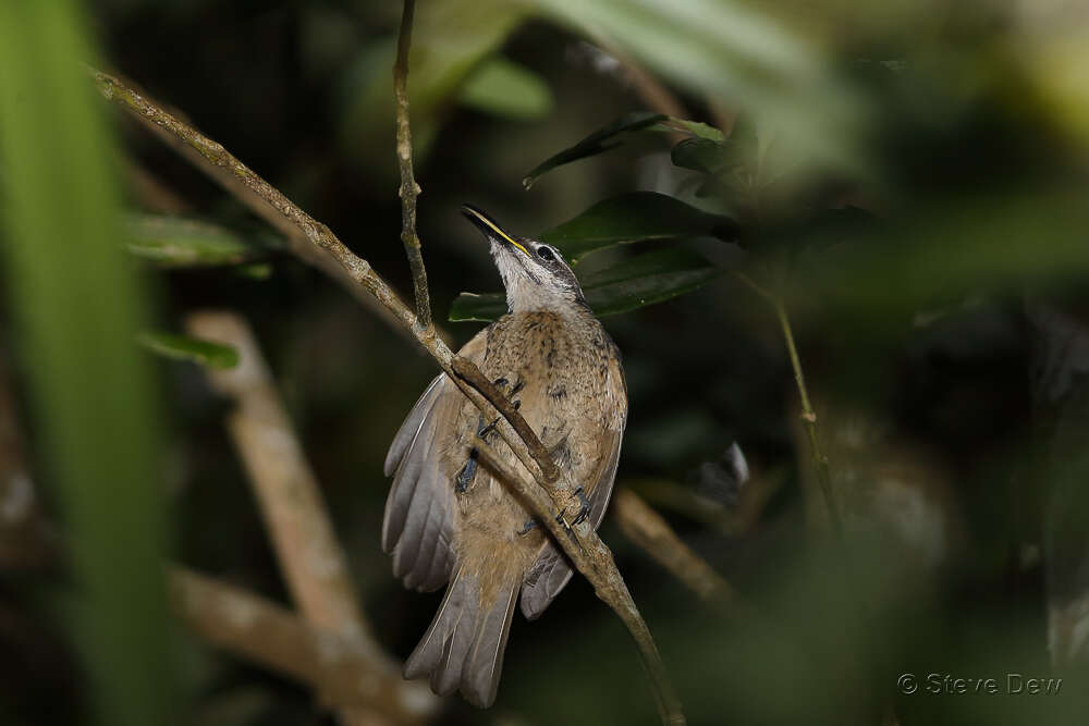 Image of Victoria's Riflebird