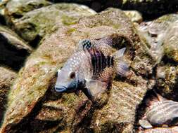 Image of Lowland cichlid