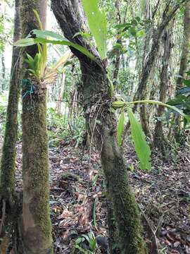 Image of Gongora rufescens Jenny