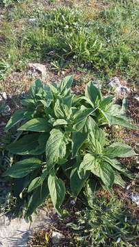 Image of Phlomis herba-venti subsp. pungens (Willd.) Maire ex De Filipps