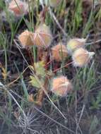 Limnanthes floccosa subsp. floccosa的图像