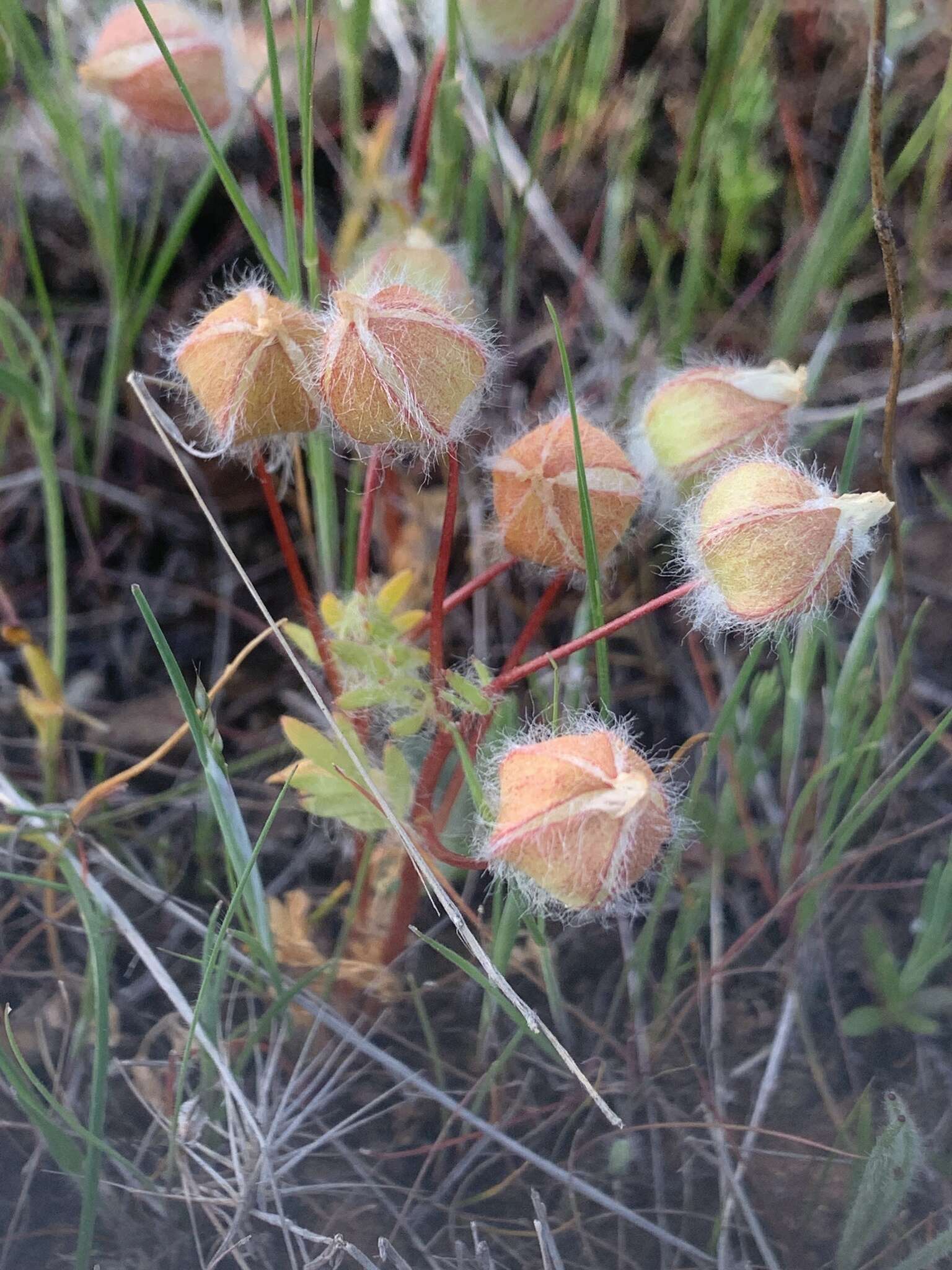 Limnanthes floccosa subsp. floccosa的图像