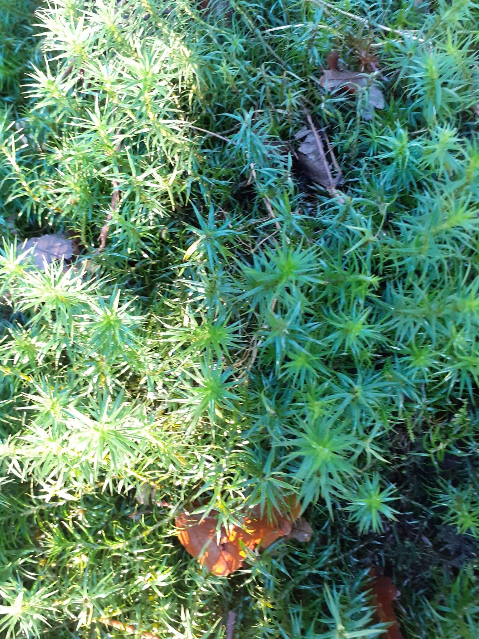 Image of <i>Polytrichum formosum</i>