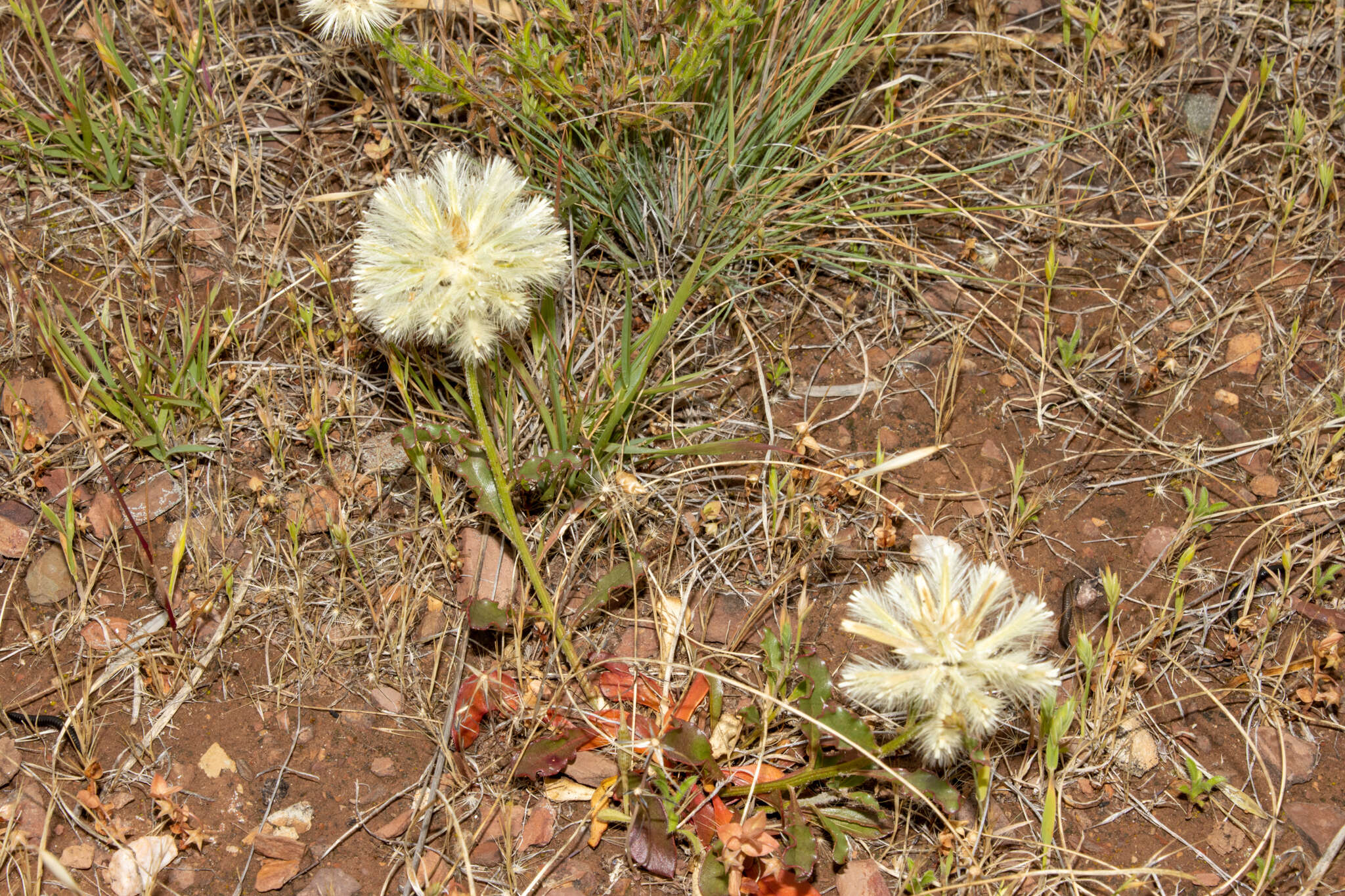 <i>Ptilotus angustifolius</i>的圖片