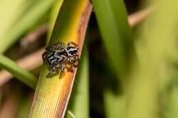 صورة Habronattus trimaculatus Bryant 1945