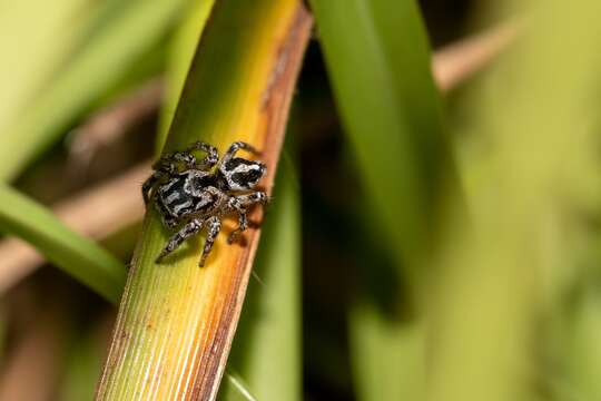 Image of Habronattus trimaculatus Bryant 1945