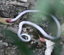 Image of Indian Wolf Snake