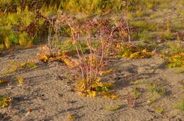 Image of Jakutsk snowparsley