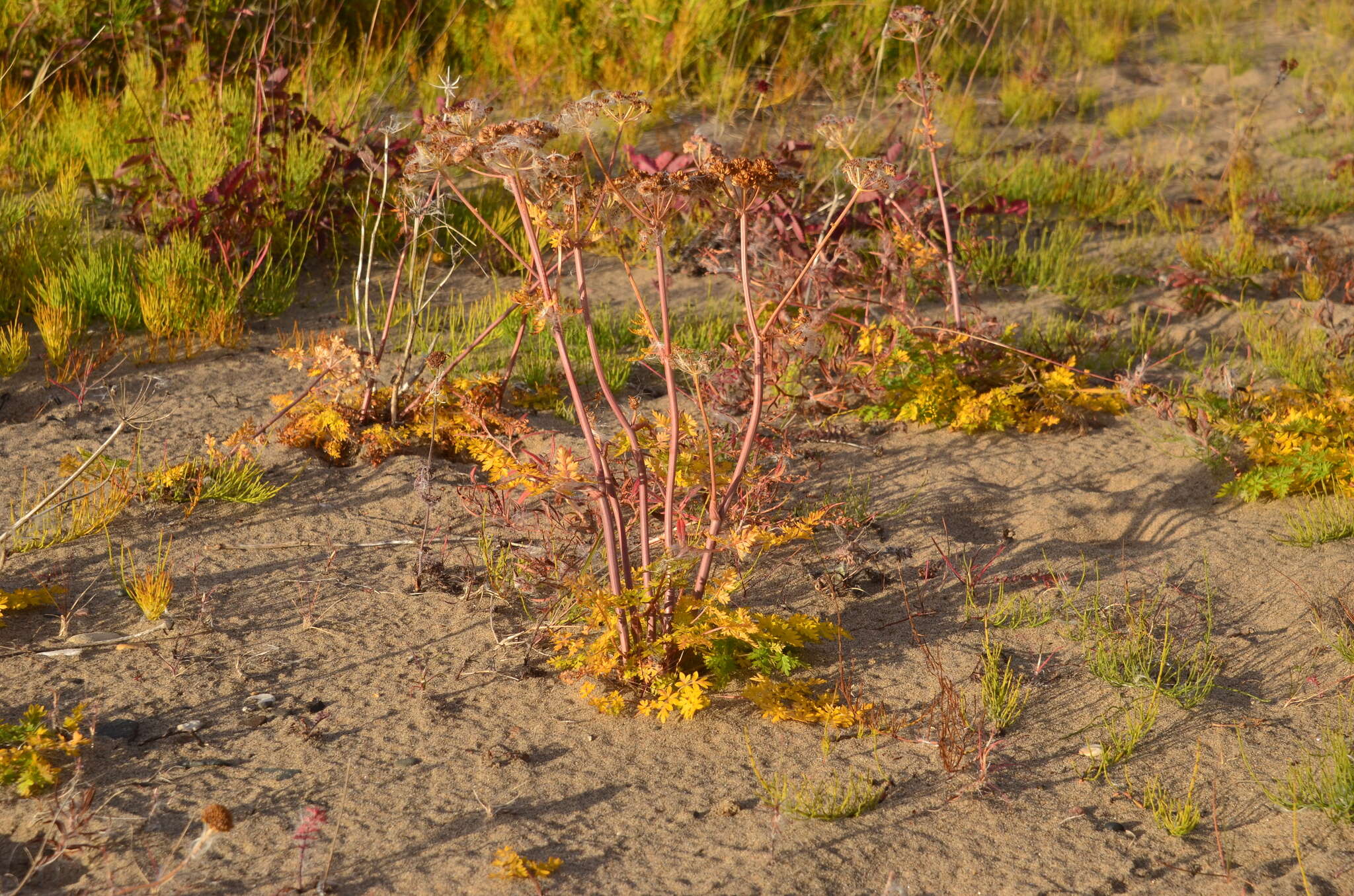 Image of Jakutsk snowparsley