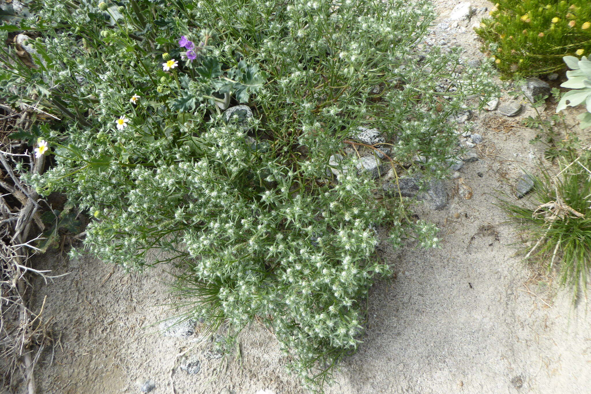 Image de Cryptantha maritima (Greene) Greene