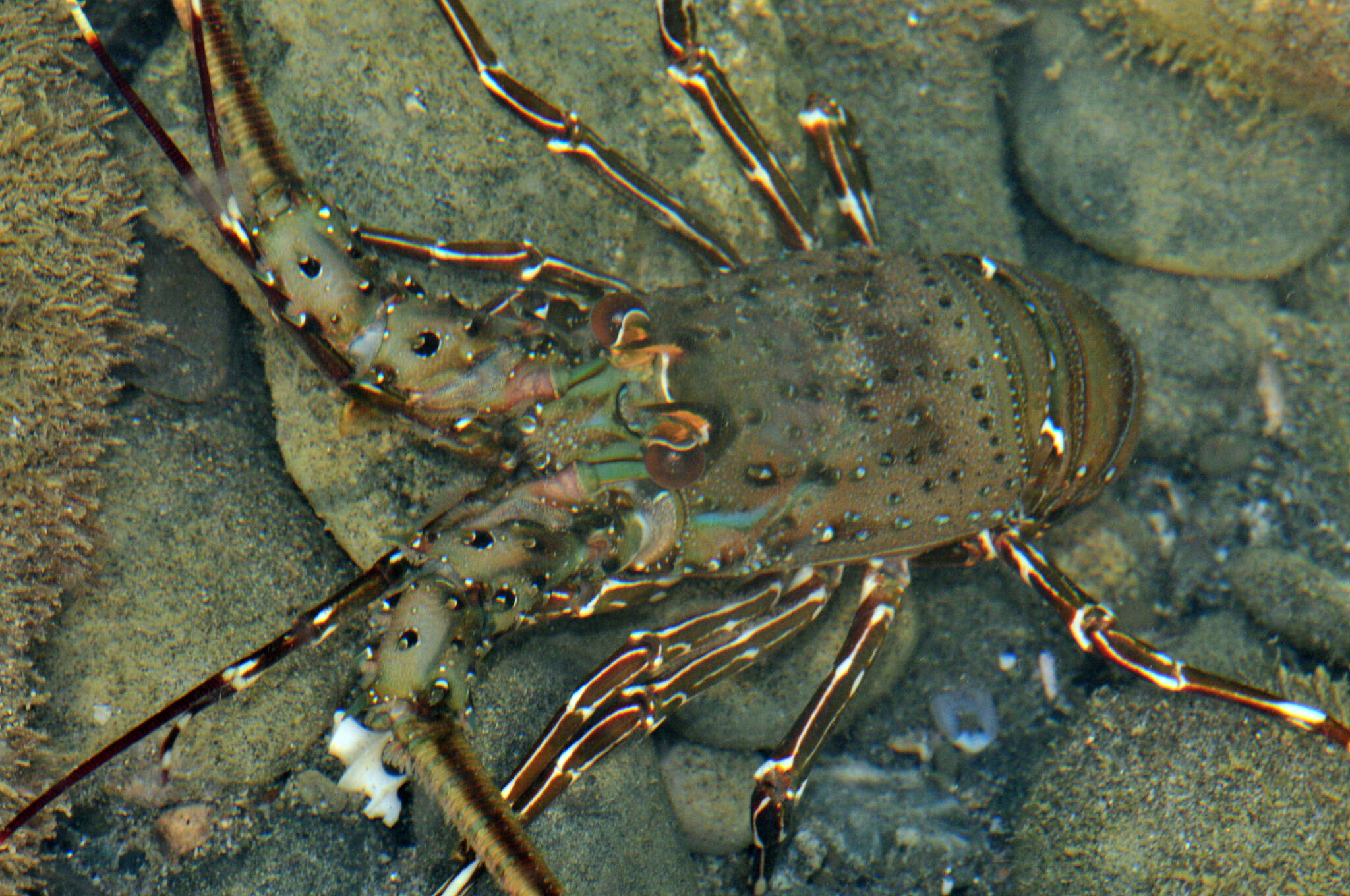 Image of Green Spiny Lobster