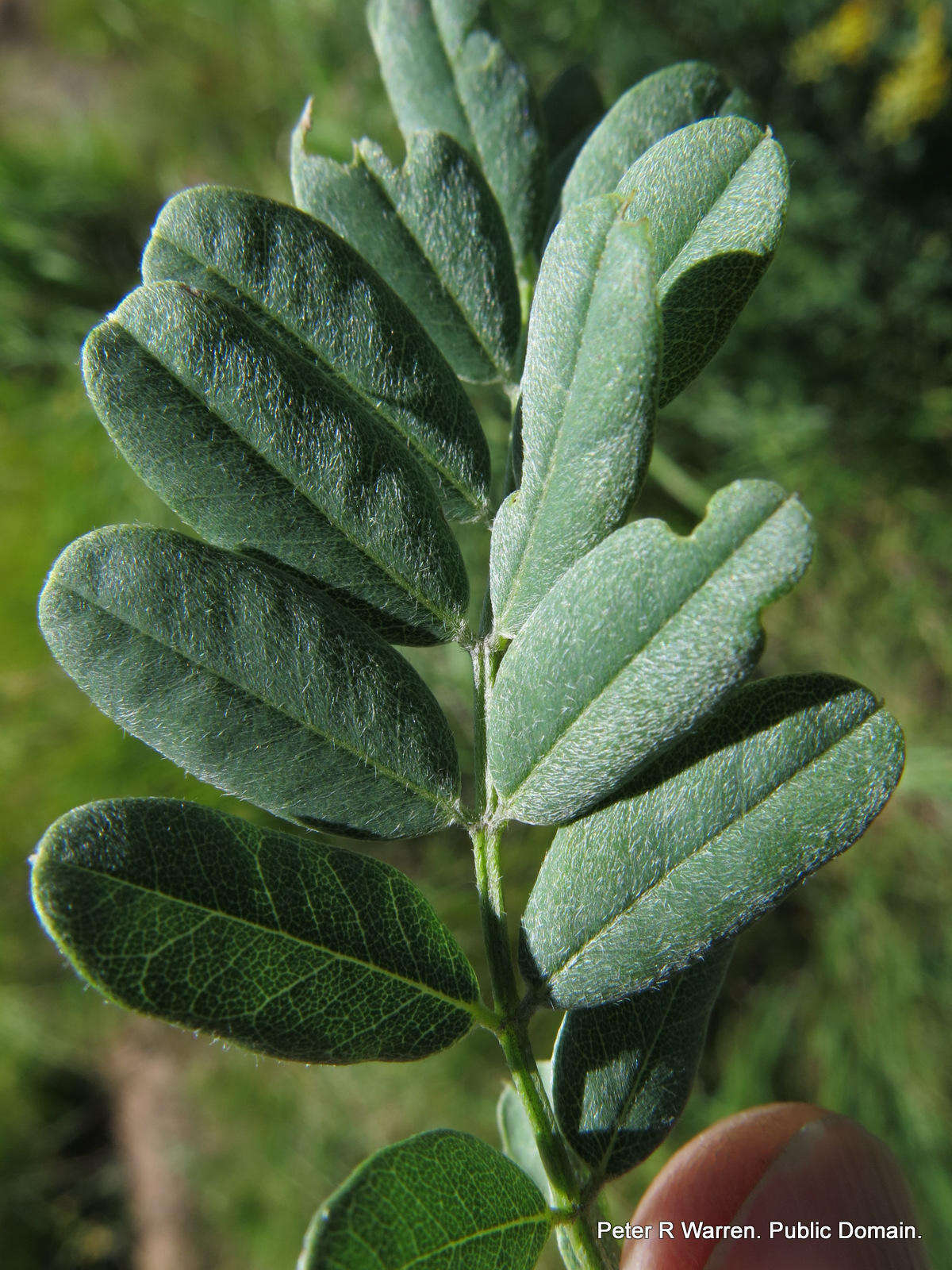 Imagem de Calpurnia sericea Harv.