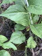 Image of roughleaf coneflower