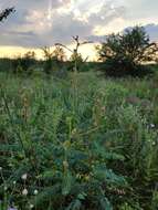 Imagem de Astragalus ponticus Pall.