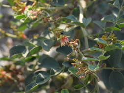 Image of Indigofera coerulea Roxb.