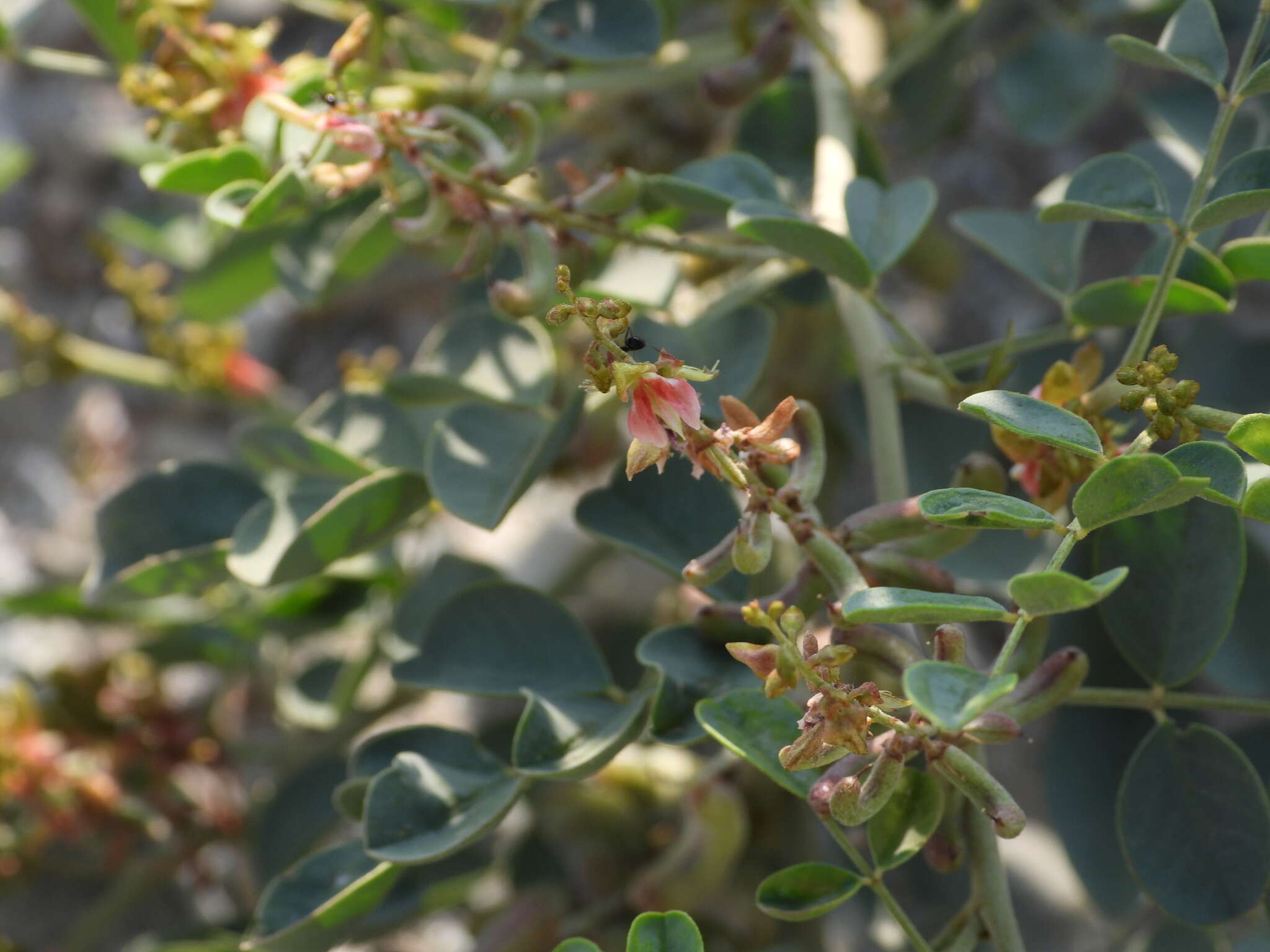 Image of Indigofera coerulea Roxb.