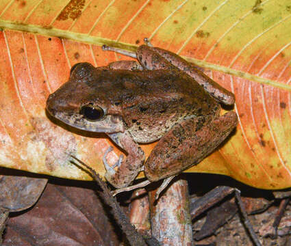 Image of Isla Bonita Robber Frog