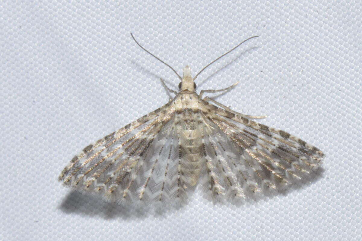 Image de Alucita hexadactyla Linnaeus 1758