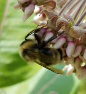 Imagem de Bombus flavidus Eversmann 1852