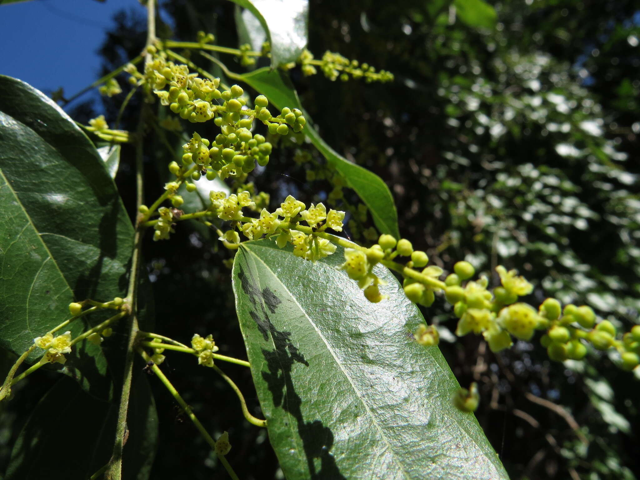 Image of Pachygone ovata (Poir.) J. D. Hook. & Thompson