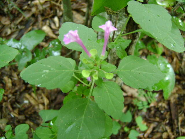 Image of Scutellaria seleriana Loes.