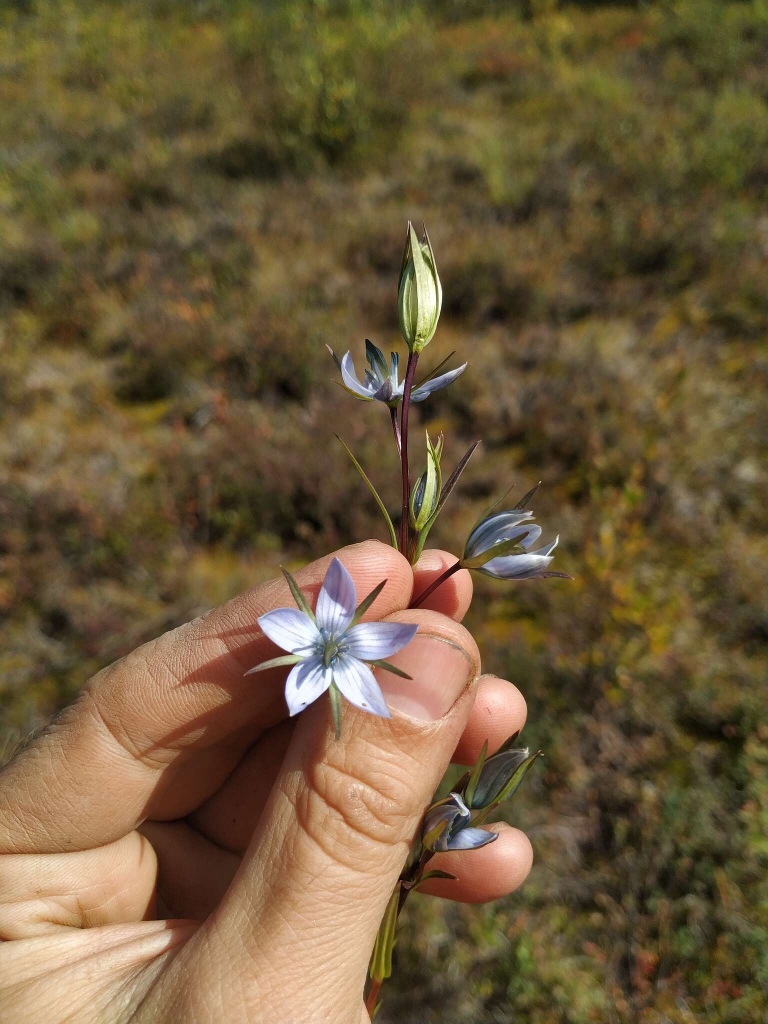 Image of Lomatogonium rotatum (L.) Fr. ex Fernald