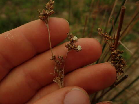 Image of Juncus amabilis Edgar