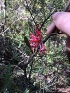 Imagem de Grevillea oleoides Sieber ex Schult.