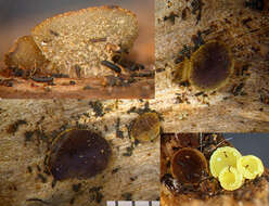 Image de Ascobolus lignatilis Alb. & Schwein. 1805