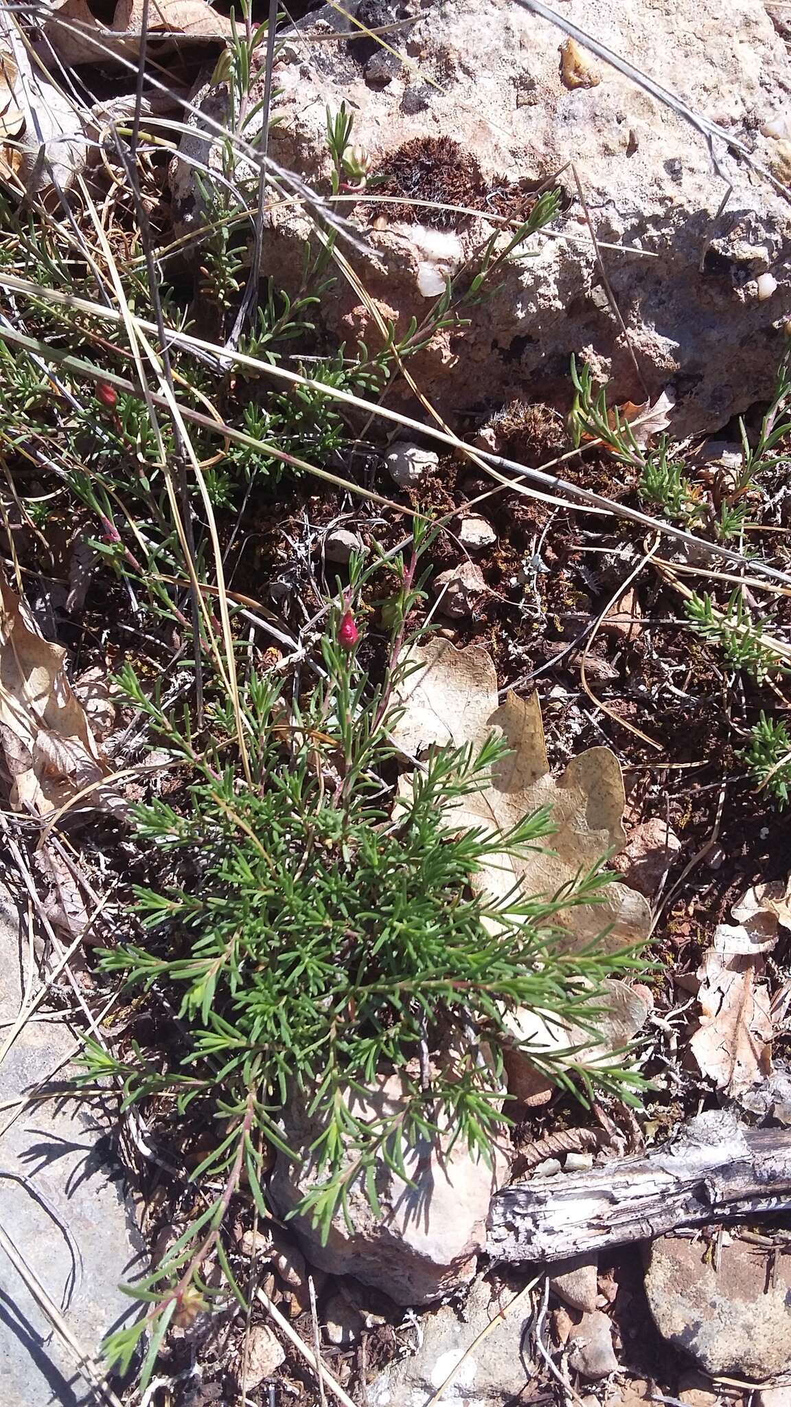 Image of sprawling needle sunrose