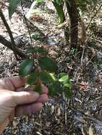 صورة Backhousia myrtifolia Hook. & Harv.