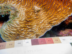 Image of Lamarck´s sheet coral