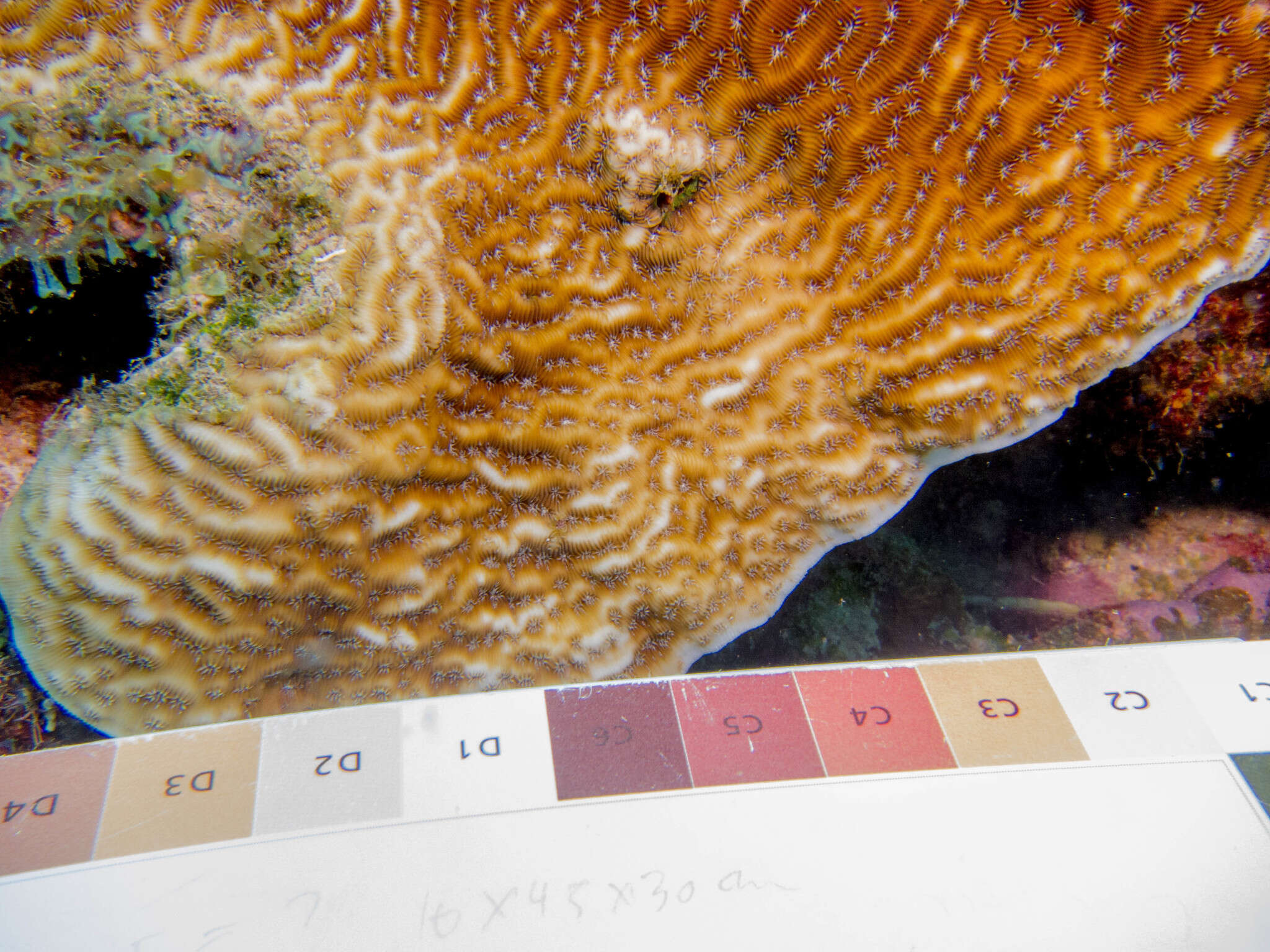 Image of Lamarck´s sheet coral