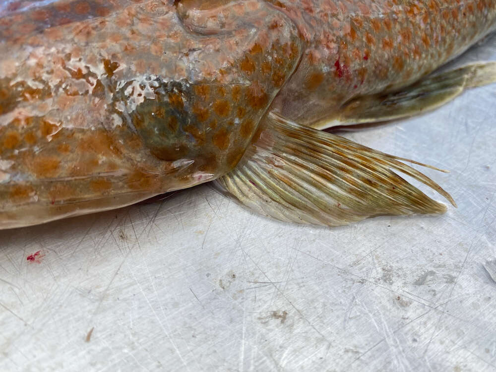 Image of Tiger flathead